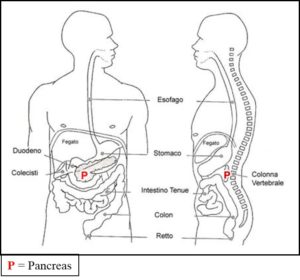 Immagine del pancreas all’interno del corpo
