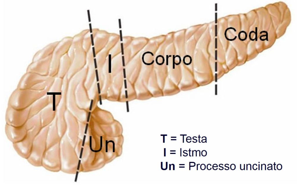 Pancreas diviso in 5 parti