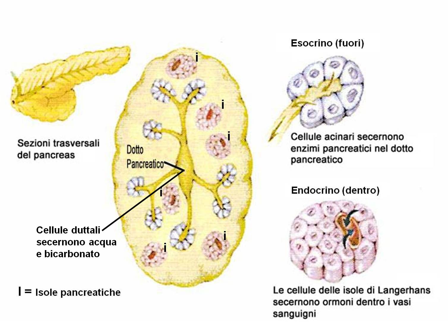 Funzione pancreas endocrino-esocrino + secrezione bicarbonati