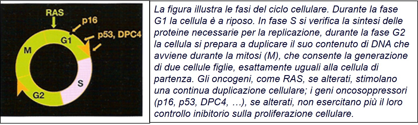 BA Ciclo cellulare-oncogeni-oncosoppressori